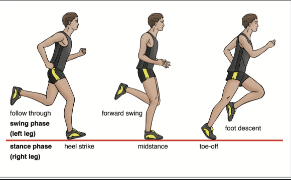 A diagram showing the mechanics of running in its phases